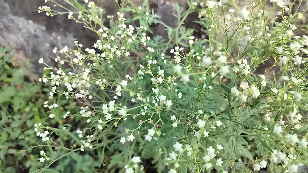 Spring the time to spot new weeds