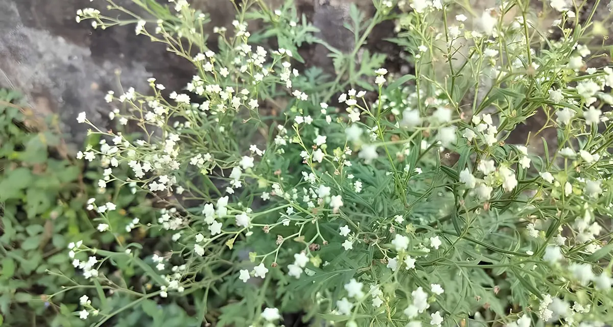 Spring the time to spot new weeds