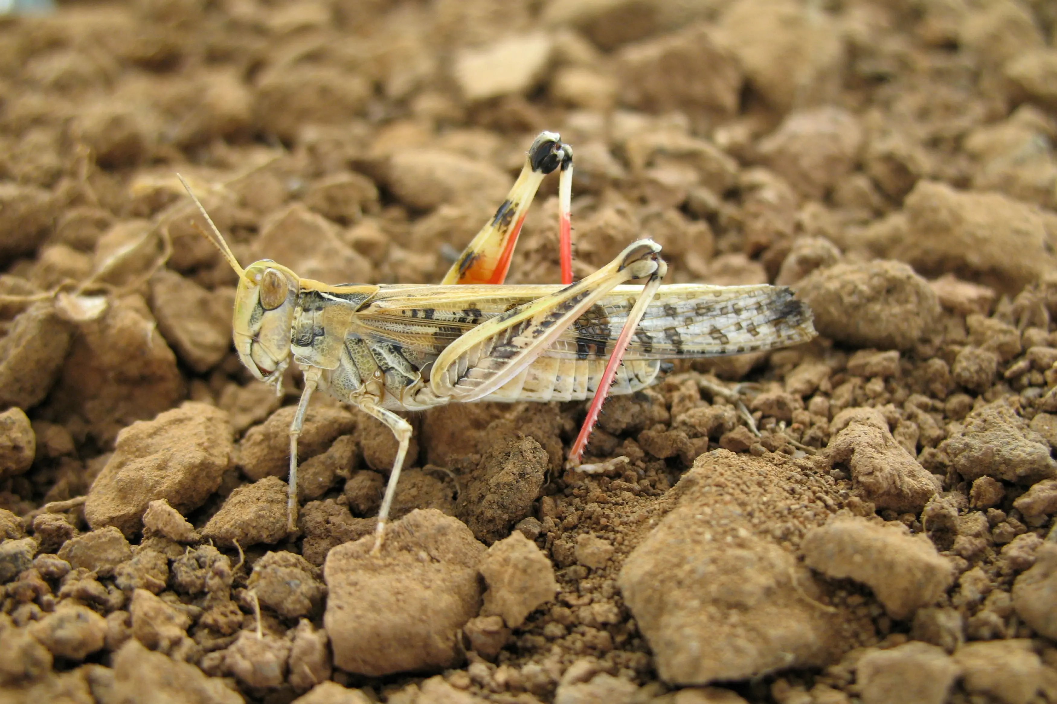 <p>PHOTO: Australian Plague Locust Commission</p>\\n