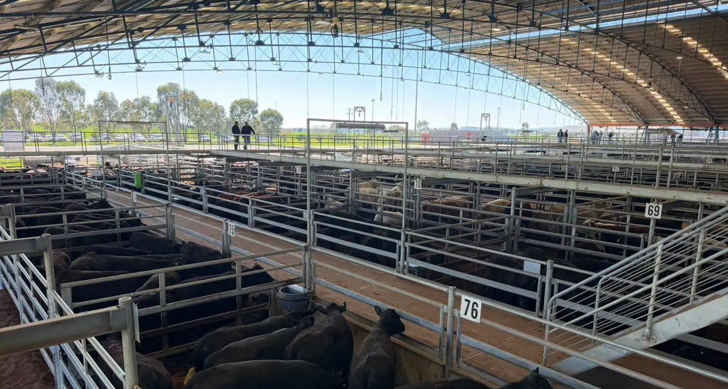 New season lambs $7 dearer, trade weights sell to $318