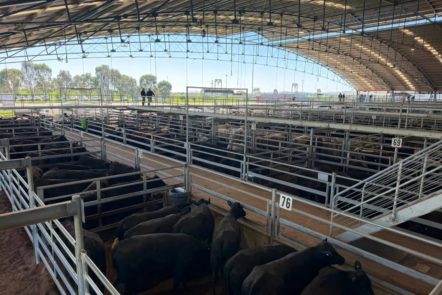 <p>Monday\\'s cattle sale. PHOTO: Forbes Central West Livestock Exchange</p>\\n
