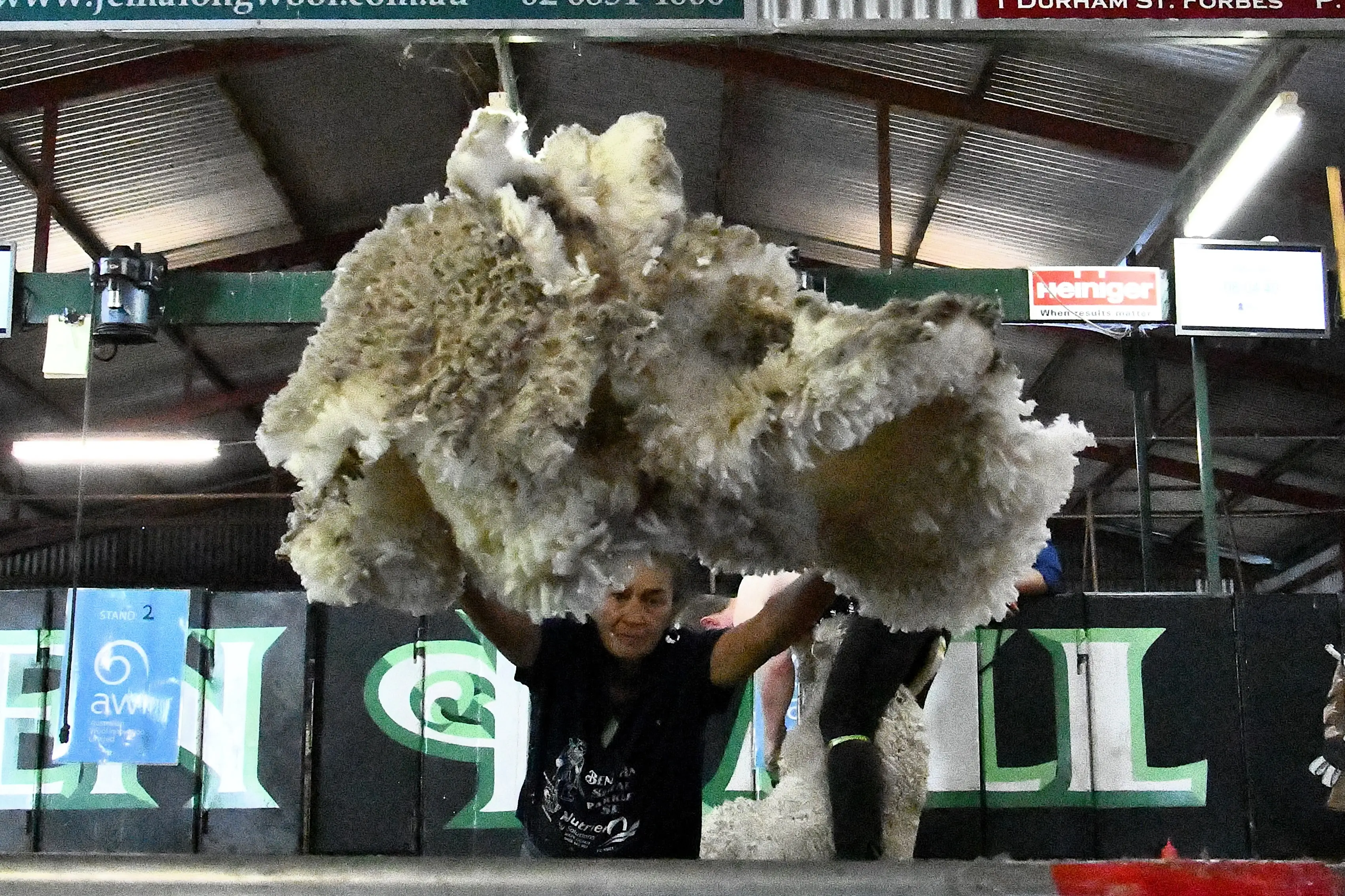 <p>Shearing and wool handling return to Ben Hall Shears this show.</p>\\n