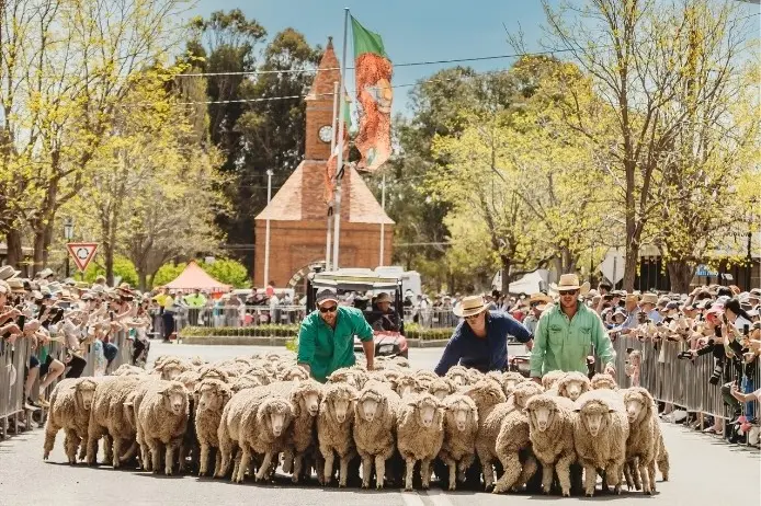<p>The iconic Running of the Sheep draws crowds to the heart of Boorowa during the Boorowa Irish Woolfest.</p>\\n