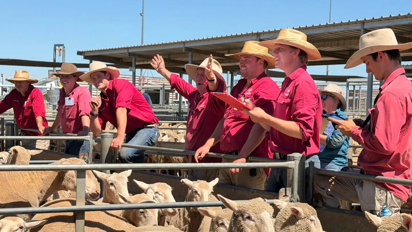 Trade weights sell to $287 at Forbes' Tuesday sheep sale