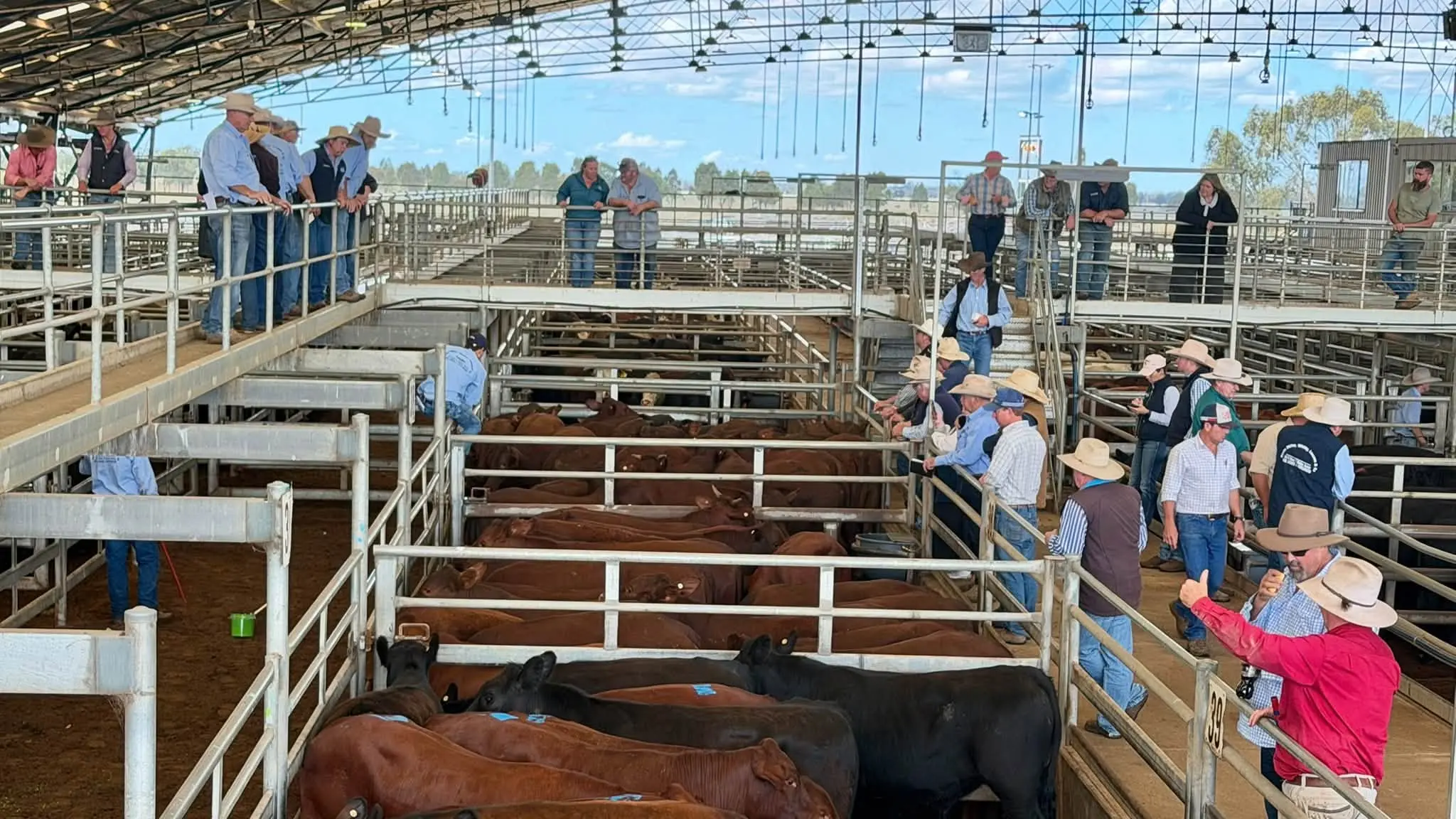 Cattle prices lift for quality yarding