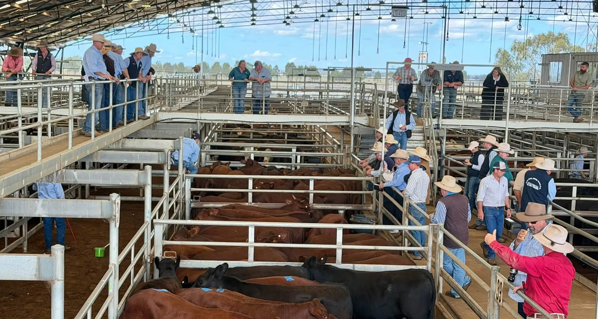 Cattle prices lift for quality yarding
