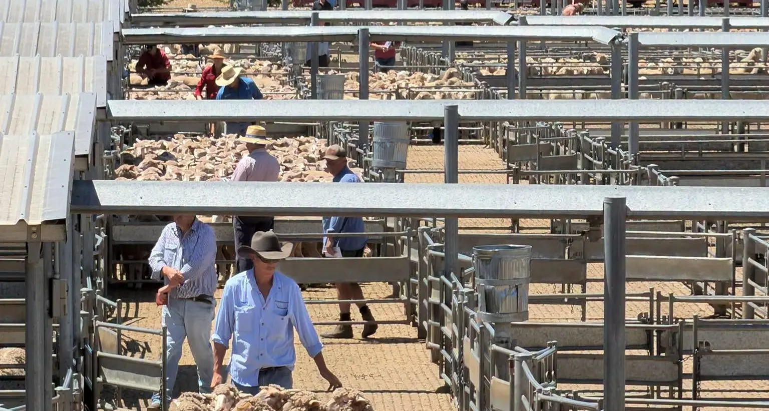 Export lambs sell to $400 a head