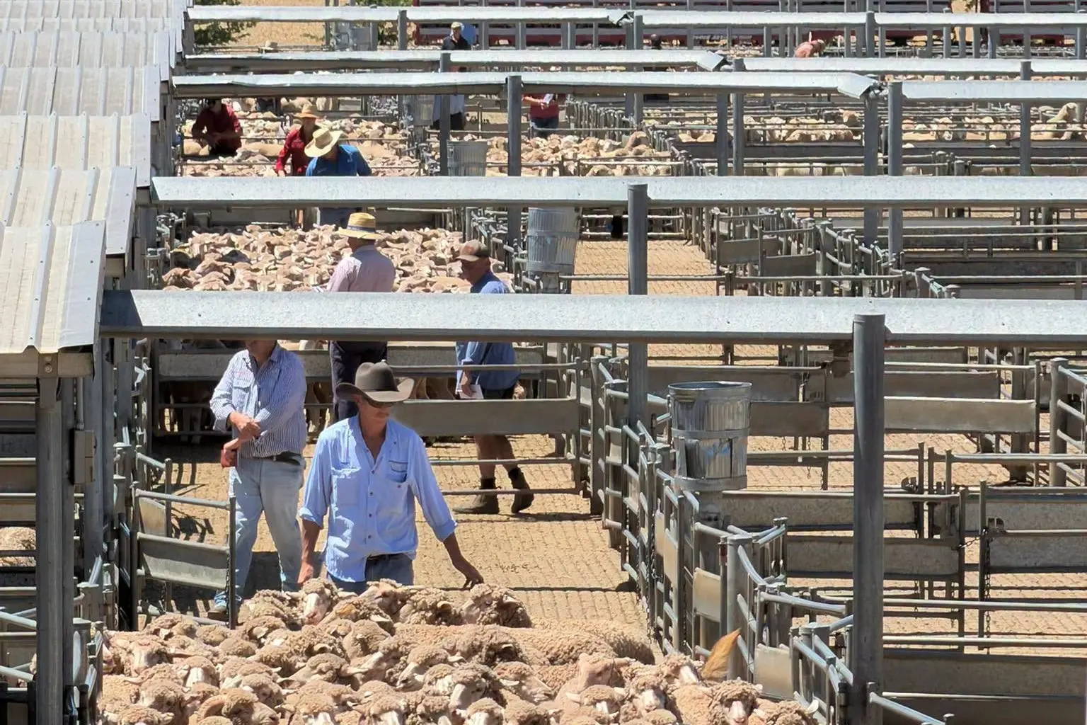 <p>Prices lifted $5 to $6/head for new seasons lambs. PHOTO: Forbes Central West Livestock Exchange</p>\\n